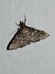 Steniini