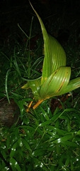 Cocos nucifera