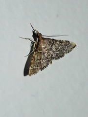 Steniini