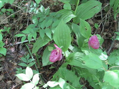 Cypripedium macranthos
