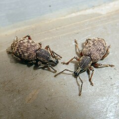 Otiorhynchus singularis