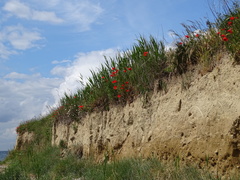 Papaver rhoeas