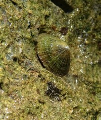 Eoacmaea profunda