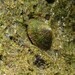 Eoacmaea profunda - Photo (c) Wasini Tour Guide, algunos derechos reservados (CC BY-NC), subido por Wasini Tour Guide