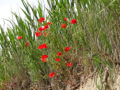 Papaver rhoeas
