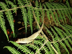 Anolis aequatorialis