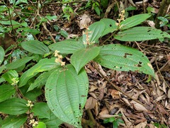 Miconia lappacea
