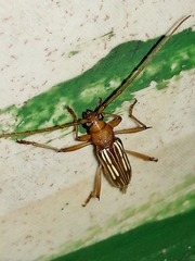 Eburodacrys flexuosa