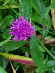 Centaurea nigra