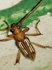 Eburodacrys flexuosa