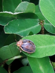 Epilachna clandestina