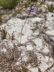 Heliophila linearis linearifolia
