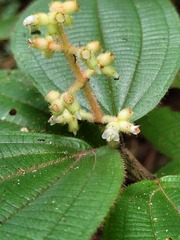Miconia lappacea
