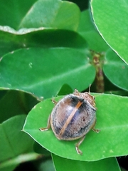 Epilachna clandestina