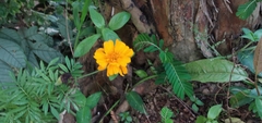 Tagetes patula
