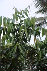 Glochidion heyneanum