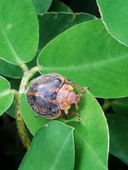 Epilachna clandestina