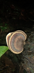 Microporus