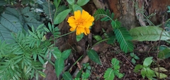Tagetes patula