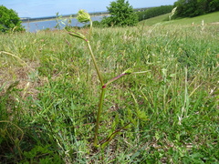 Peucedanum oreoselinum