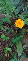 Tagetes patula