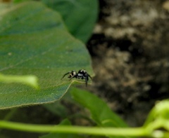 Leptofreya ambigua