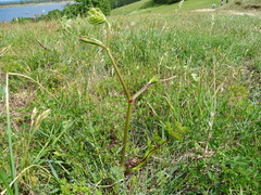 Peucedanum oreoselinum