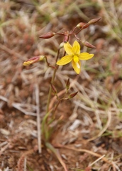 Cyanella lutea lutea