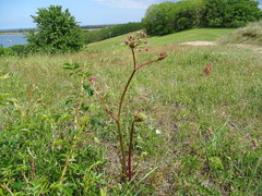 Peucedanum oreoselinum