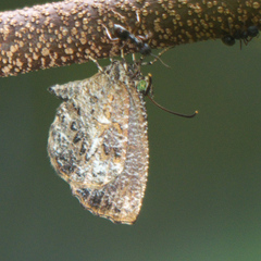 Logania marmorata marmorata