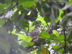 Hierococcyx sparverioides