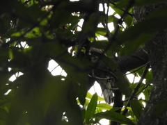 Hierococcyx sparverioides