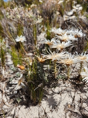 Helichrysum retortum