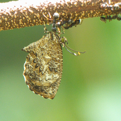 Logania marmorata marmorata