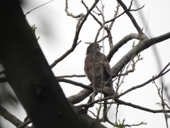 Hierococcyx sparverioides
