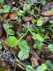 Commelina benghalensis