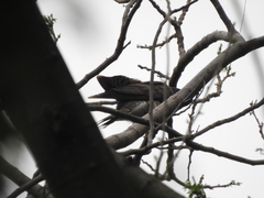 Hierococcyx sparverioides