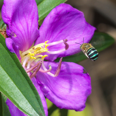 Melastoma sanguineum