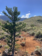 Araucaria