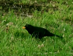 Turdus merula
