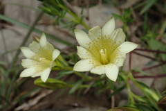 Gentiana itzershanensis