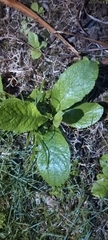 Lactuca virosa