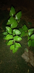 Adiantum