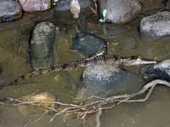 Crocodylus johnstoni