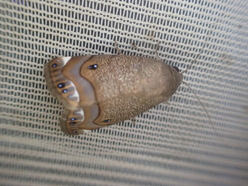Armactica columbina
