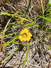 Gazania pectinata