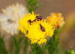 Neoeutrapela