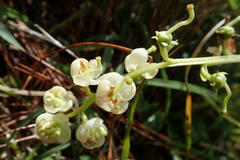 Pyrola morrisonensis