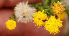 Neoeutrapela