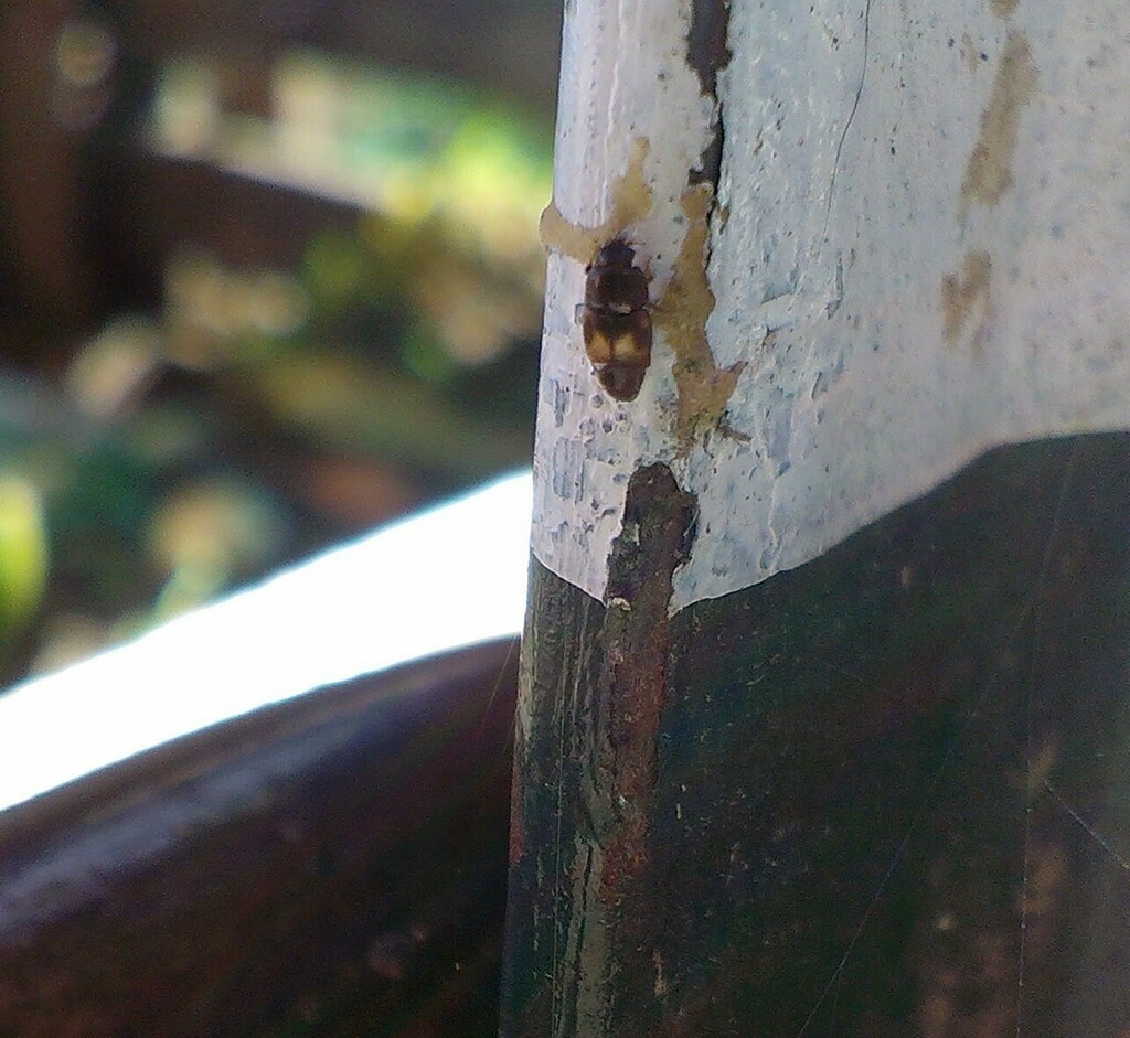 Dried Fruit Beetle (Coleoptera (beetles) of the British Indian Ocean